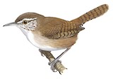 Antioquia Wren Illustration