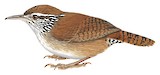 Sinaloa Wren Illustration