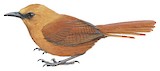 Rufous Wren Illustration