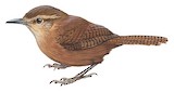 Fulvous Wren Illustration