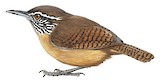 Stripe-throated Wren Illustration