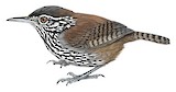 Stripe-breasted Wren Illustration