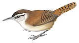 Superciliated Wren Illustration