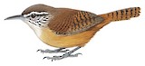 Buff-breasted Wren Illustration