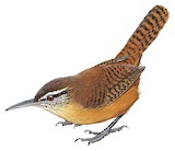 Long-billed Wren Illustration