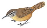 Fawn-breasted Wren Illustration