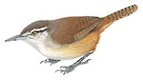 Isthmian Wren Illustration