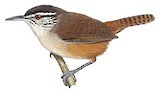 Cabanis's Wren Illustration