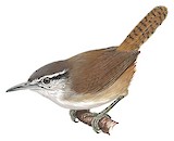 Canebrake Wren Illustration