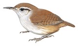 White-bellied Wren Illustration