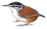 White-breasted Wood Wren Illustration