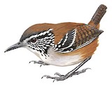 Bar-winged Wood Wren Illustration