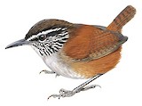 Grey-breasted Wood Wren Illustration