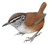 Hermit Wood Wren Illustration