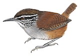 Munchique Wood Wren Illustration