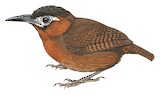 Song Wren Illustration