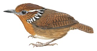 Musician Wren - Cyphorhinus arada - Birds of the World