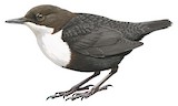 White-throated Dipper Illustration