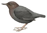 American Dipper Illustration