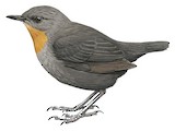 Rufous-throated Dipper Illustration