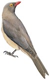 Red-billed Oxpecker Illustration