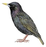 Common Starling Illustration