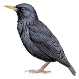 Spotless Starling Illustration