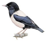 Rosy Starling Illustration