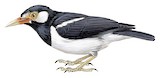 Indian Pied Myna Illustration