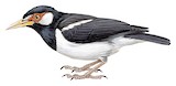 Javan Pied Myna Illustration