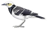 Black-collared Starling Illustration