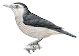 White-faced Starling Illustration