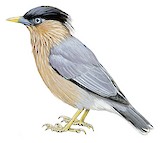 Brahminy Starling Illustration