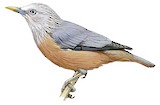 Chestnut-tailed Starling Illustration