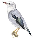 Red-billed Starling Illustration