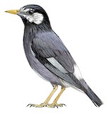 White-cheeked Starling Illustration