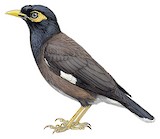 Common Myna Illustration