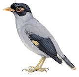 Bank Myna Illustration