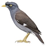 Jungle Myna Illustration