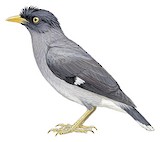 Pale-bellied Myna Illustration