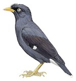 Javan Myna Illustration