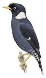 Collared Myna Illustration