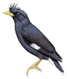 Great Myna Illustration