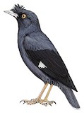 Crested Myna Illustration