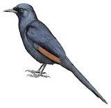 Slender-billed Starling Illustration