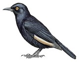 Pale-winged Starling Illustration