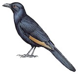 Neumann's Starling Illustration