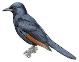 Red-winged Starling Illustration