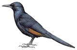 Chestnut-winged Starling Illustration