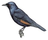 Waller's Starling Illustration